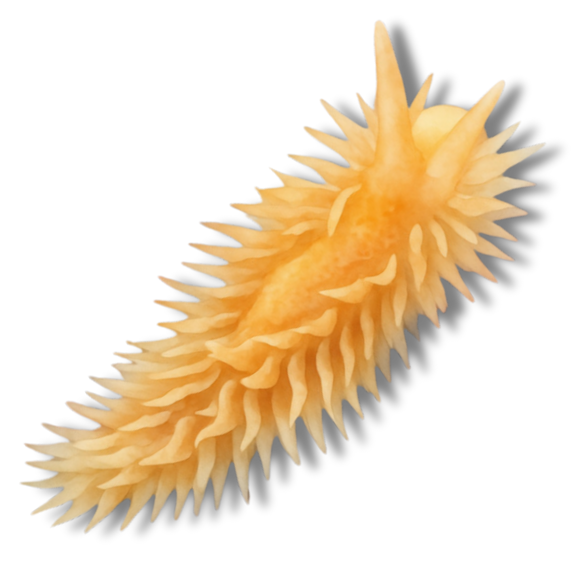 Shag Rug Nudibranch