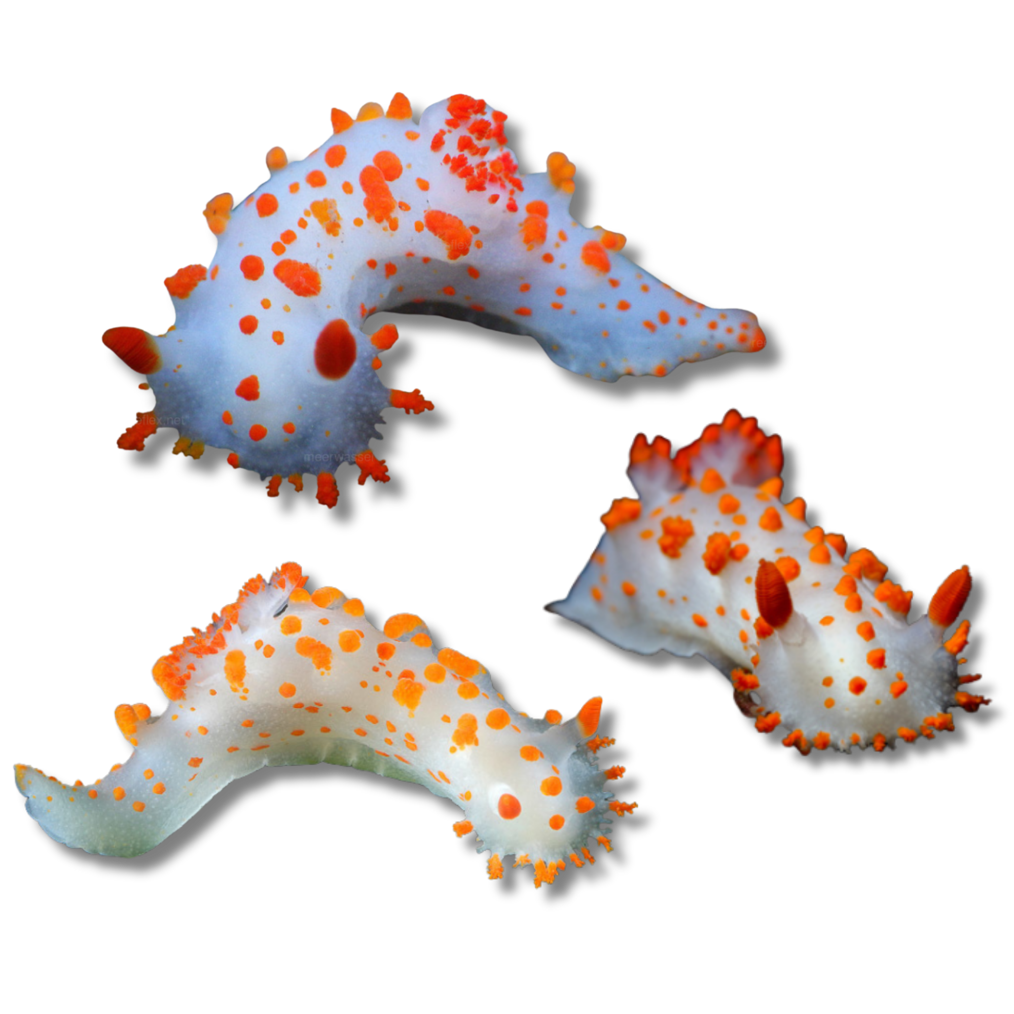 Clown Dorid