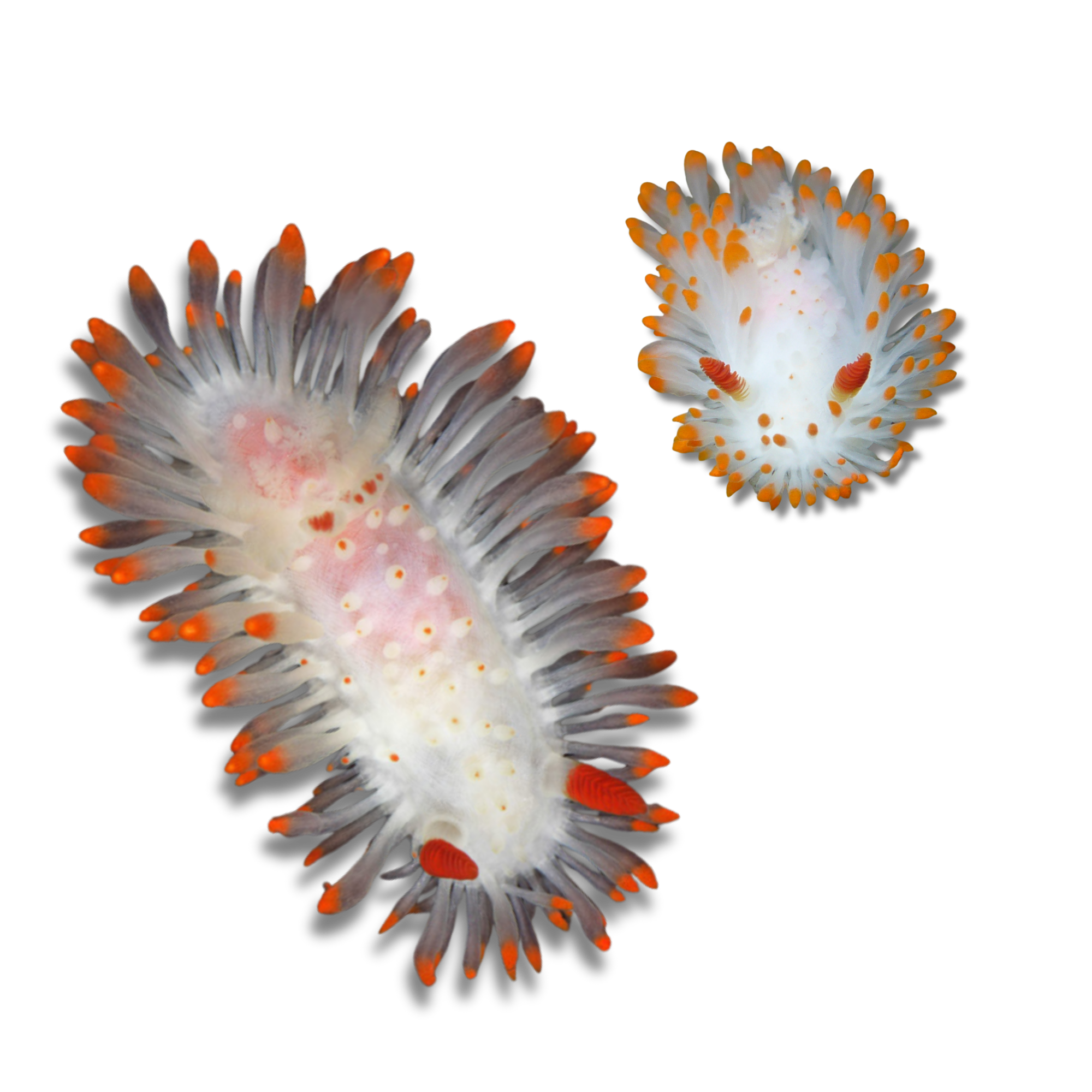Cockerell's Dorid