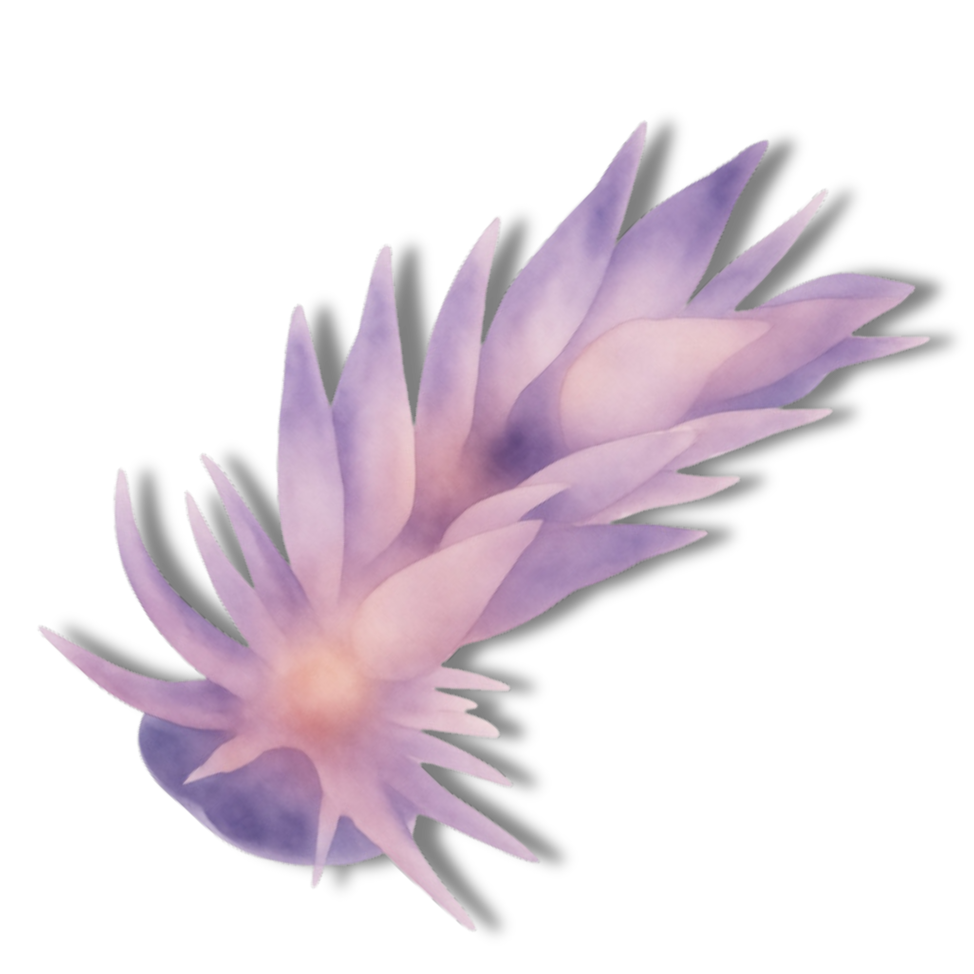 White Lined Dirona