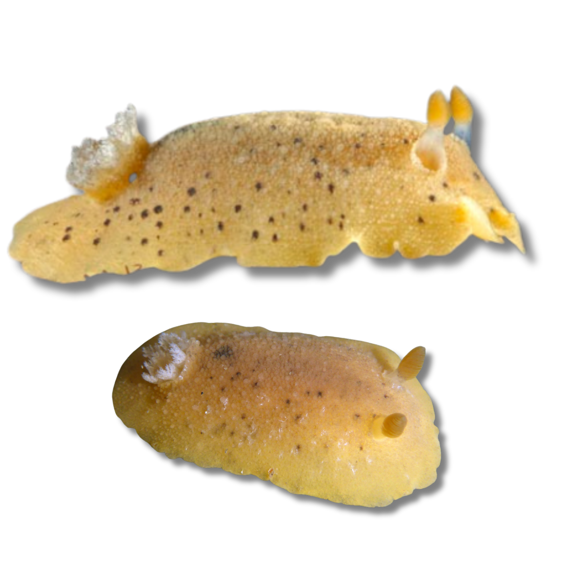 Heath's Dorid