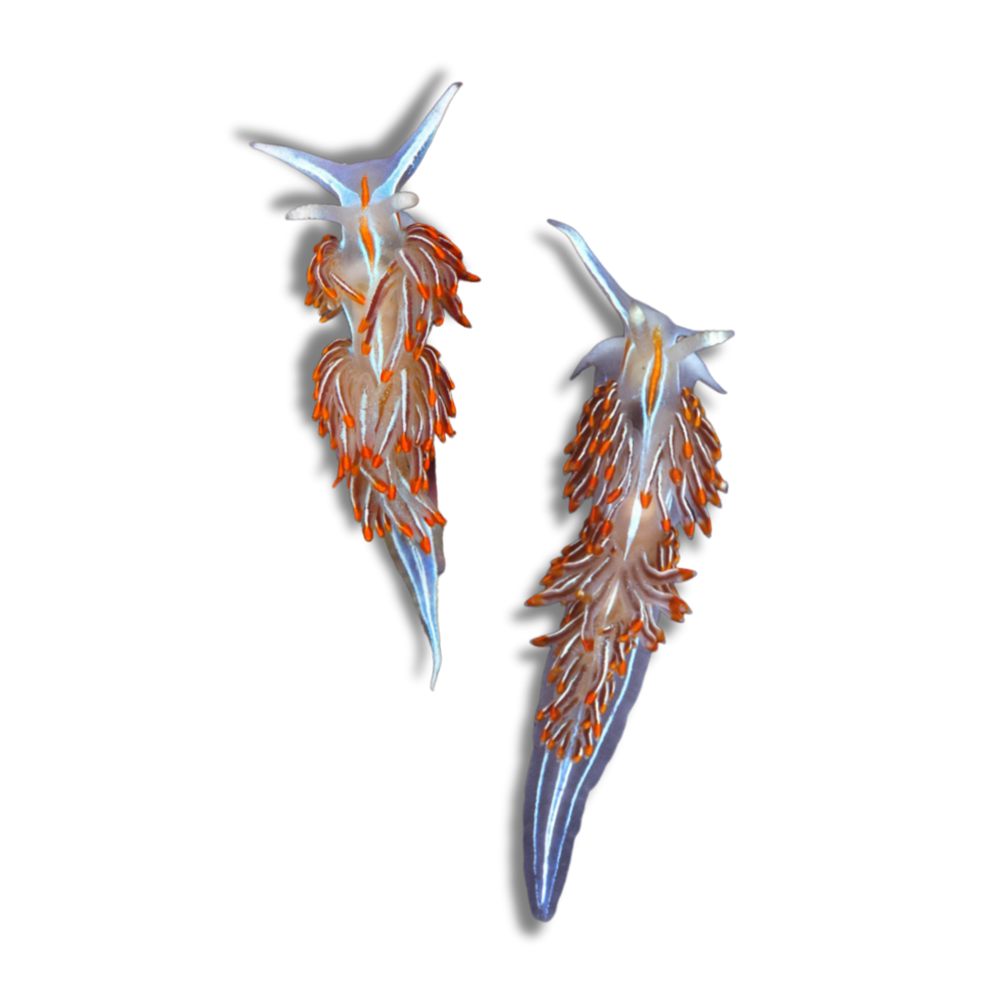 Horned Nudibranch