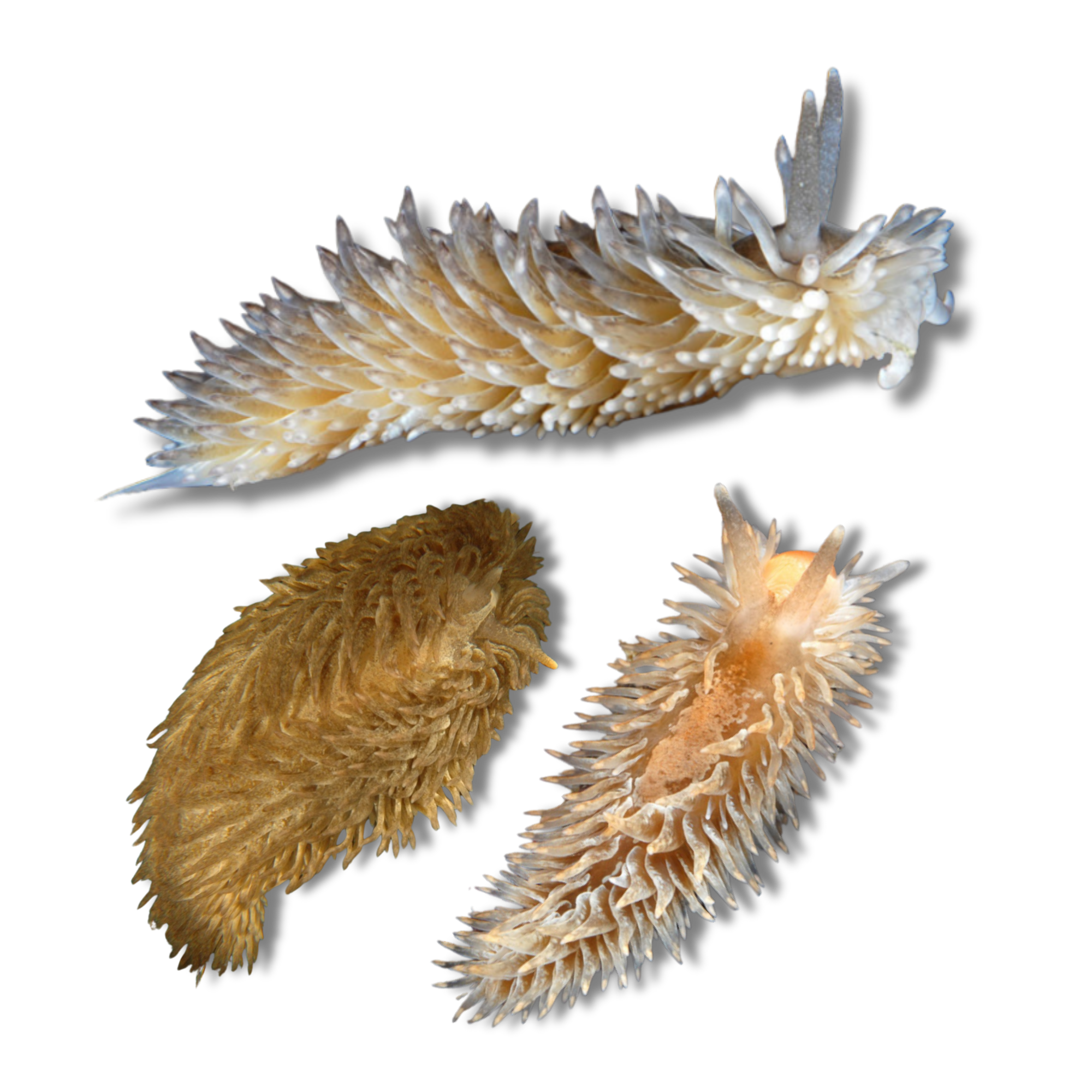 Warty Shag Rug Nudibranch