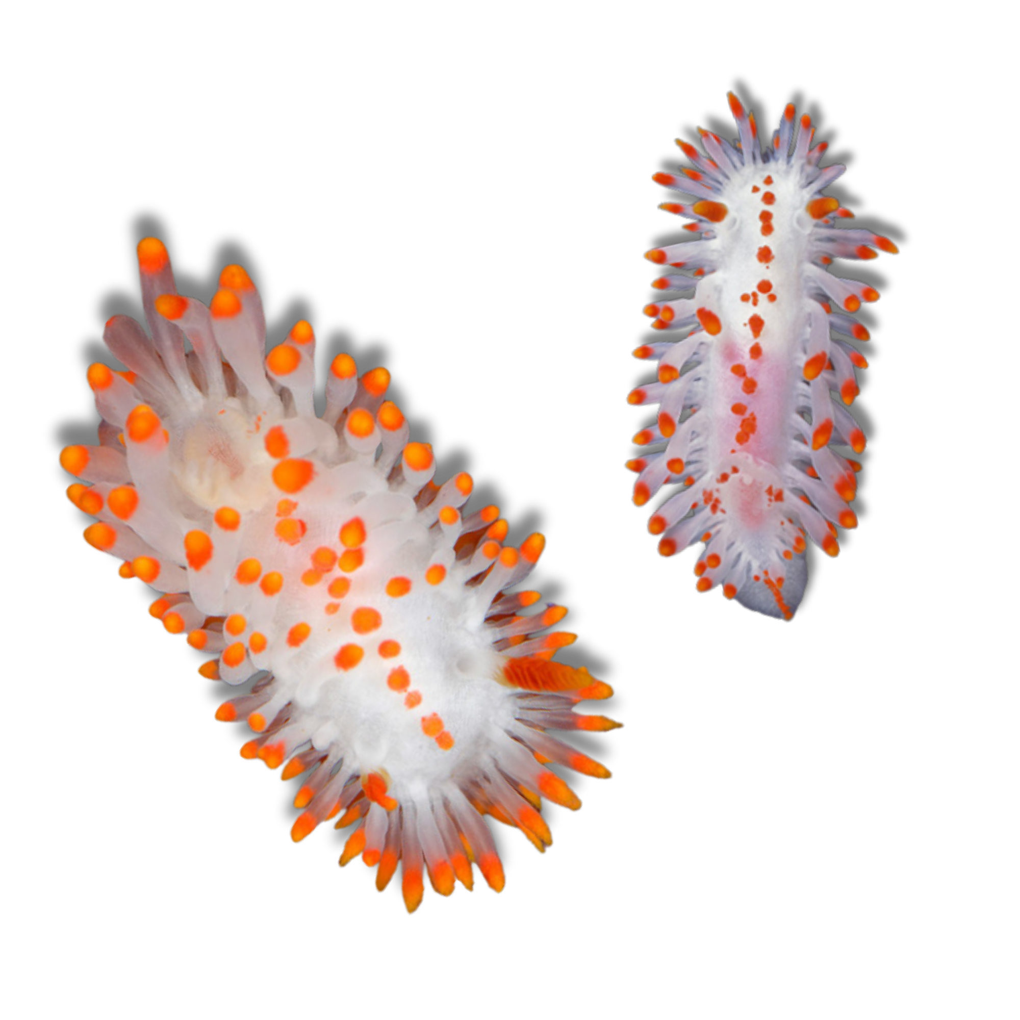McDonald's Dorid
