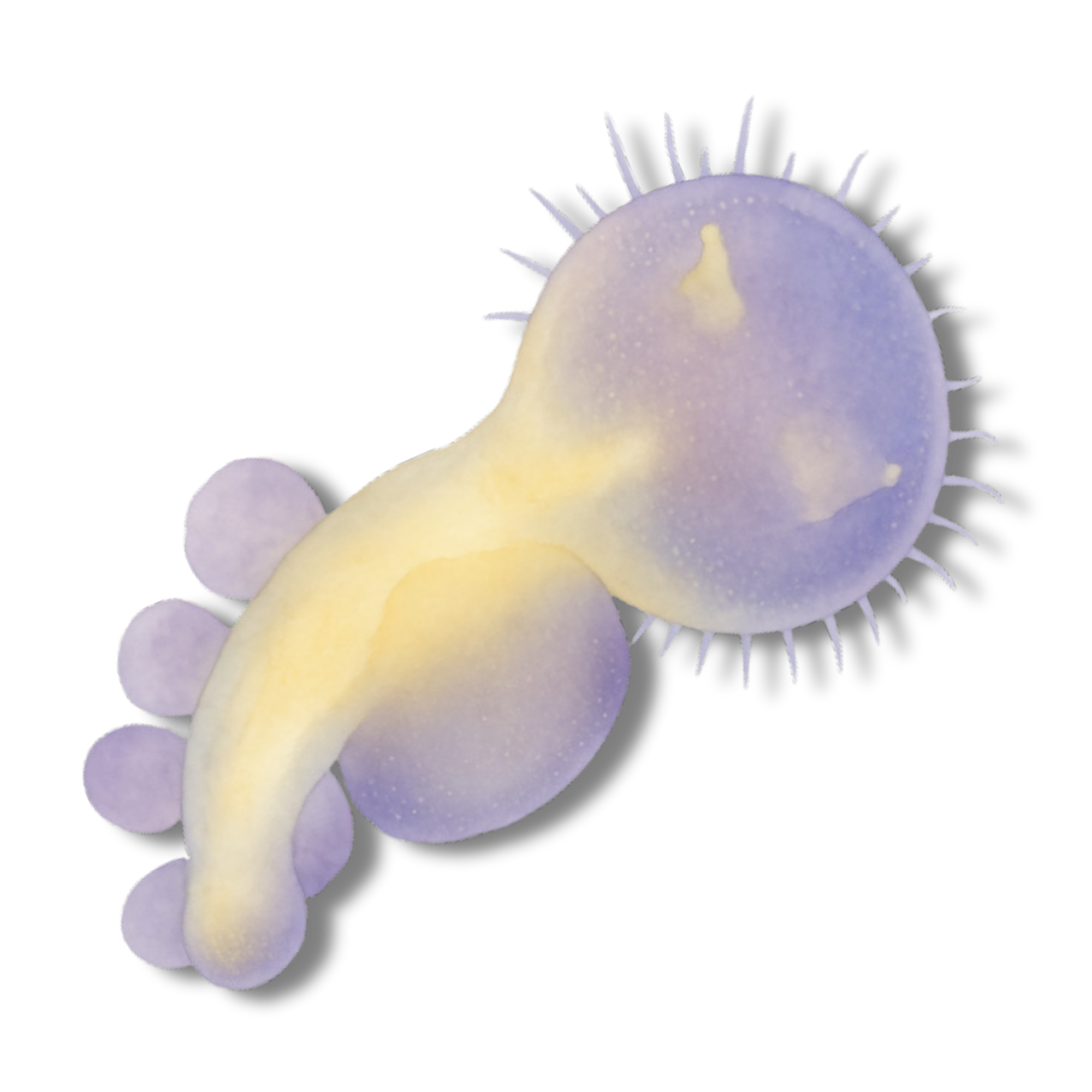 Hood Nudibranch