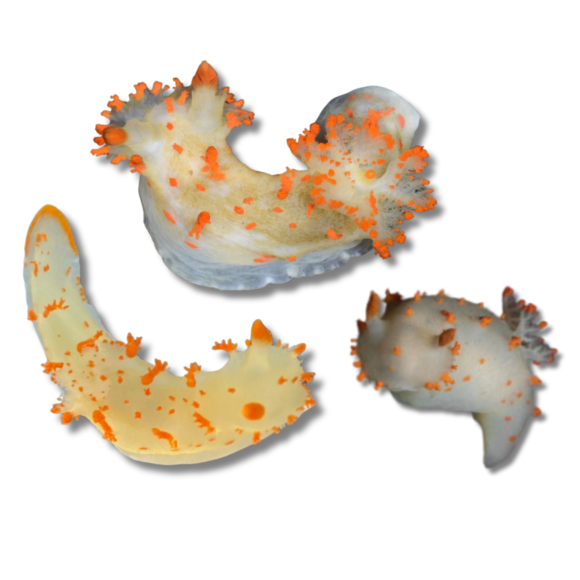 Modest Clown Dorid