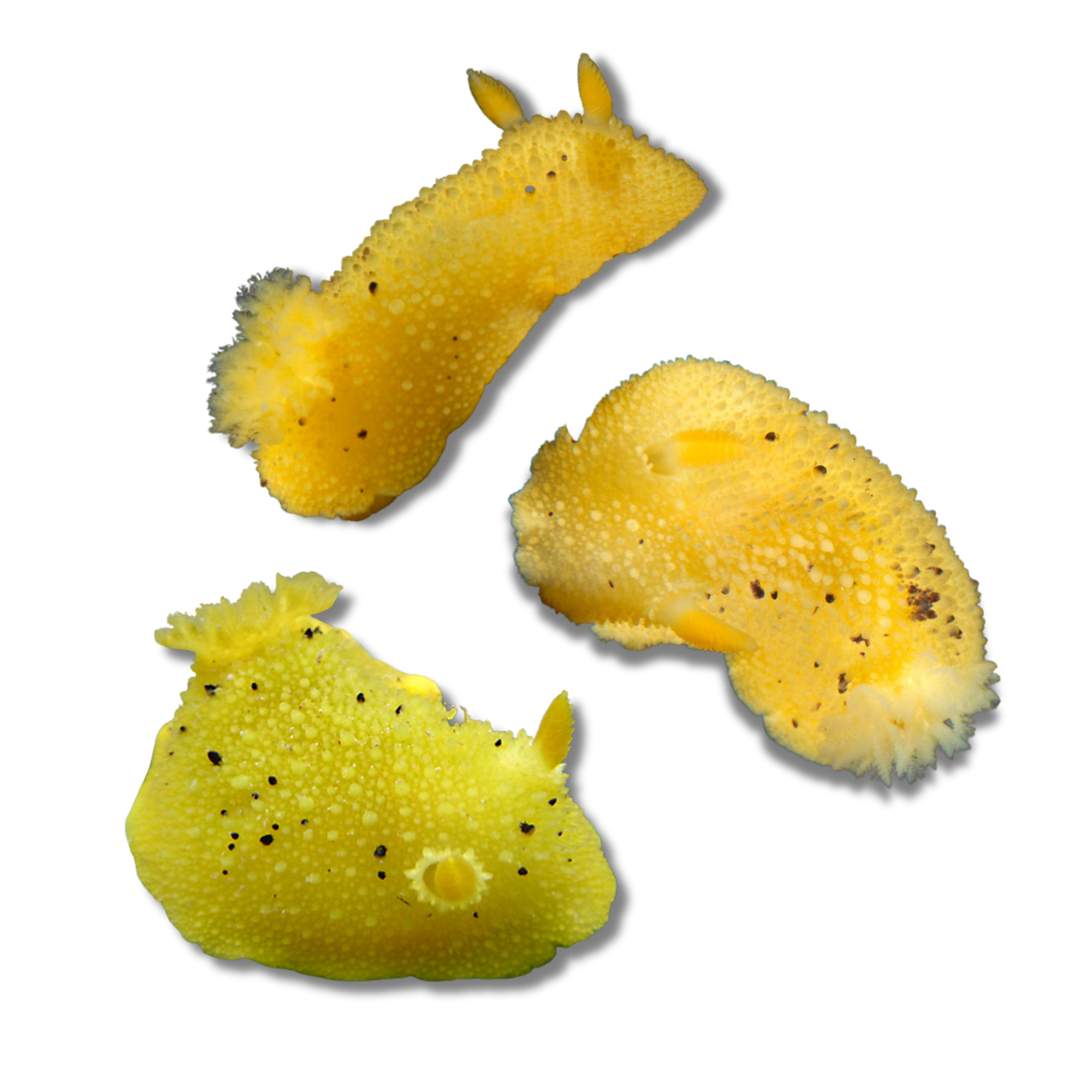 Monterey Dorid