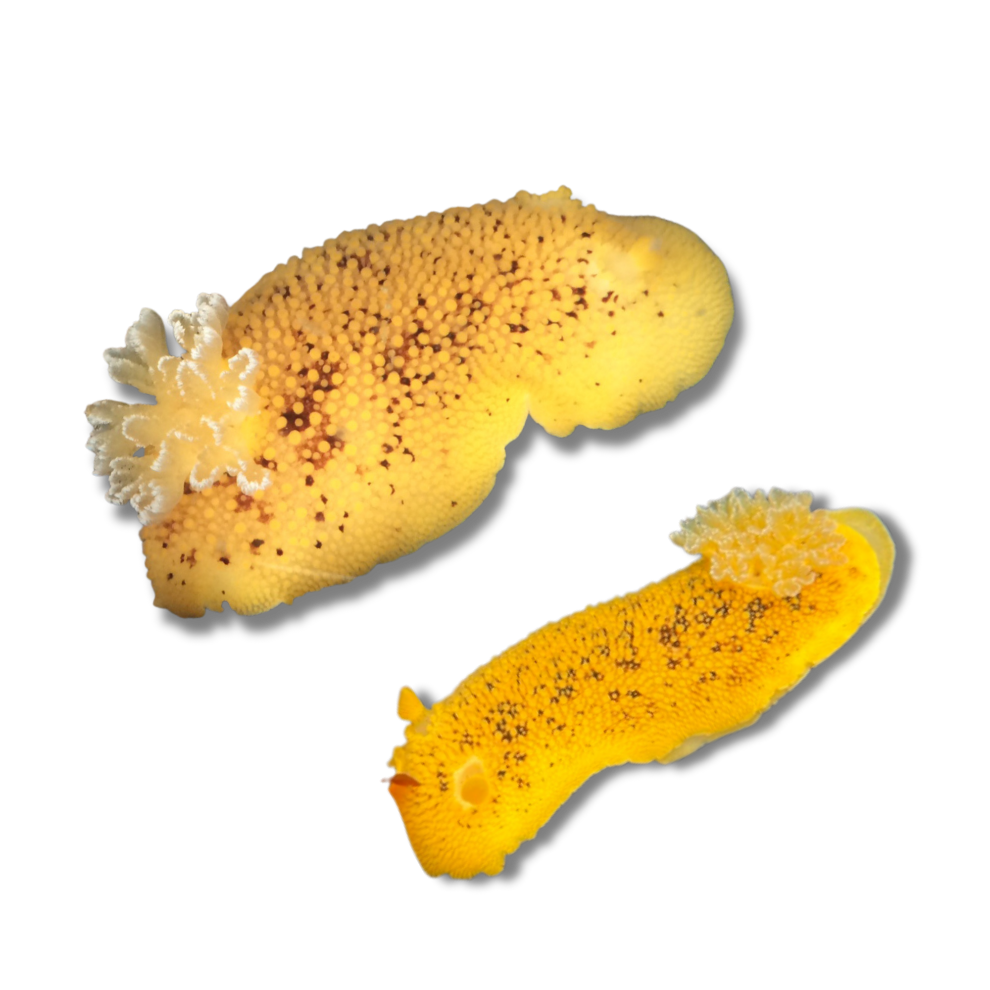 Noble Dorid