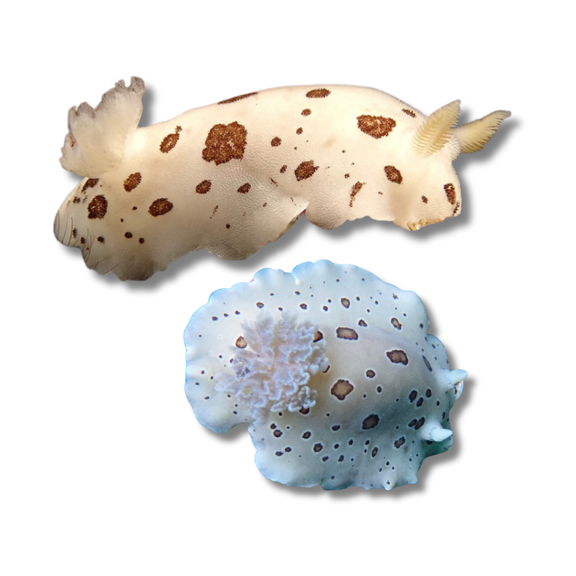 Northern Leopard Dorid