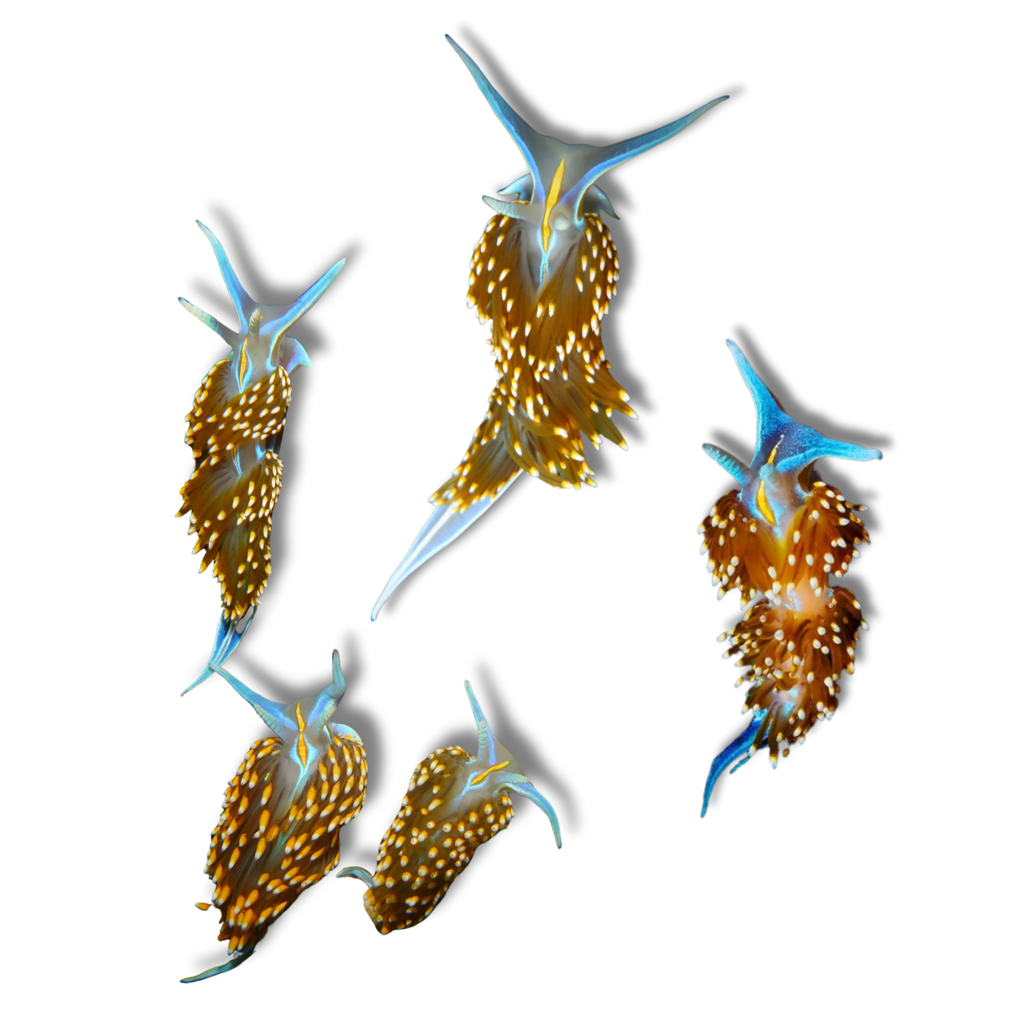 Opalescent Nudibranch