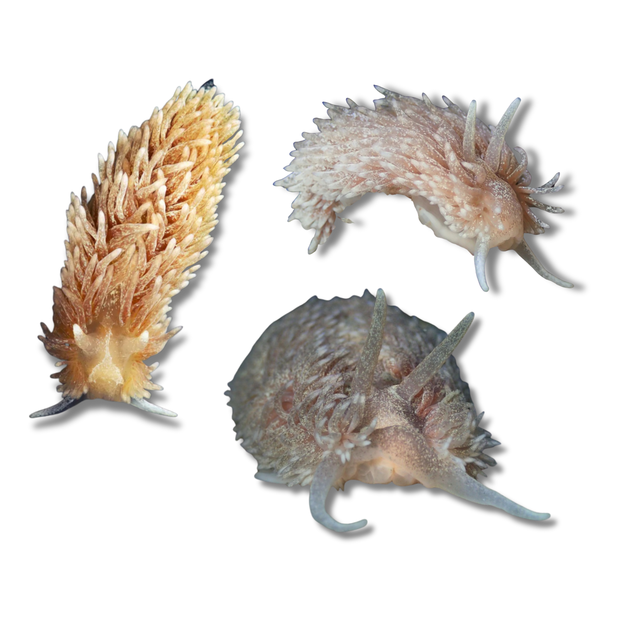 Shag Rug Nudibranch