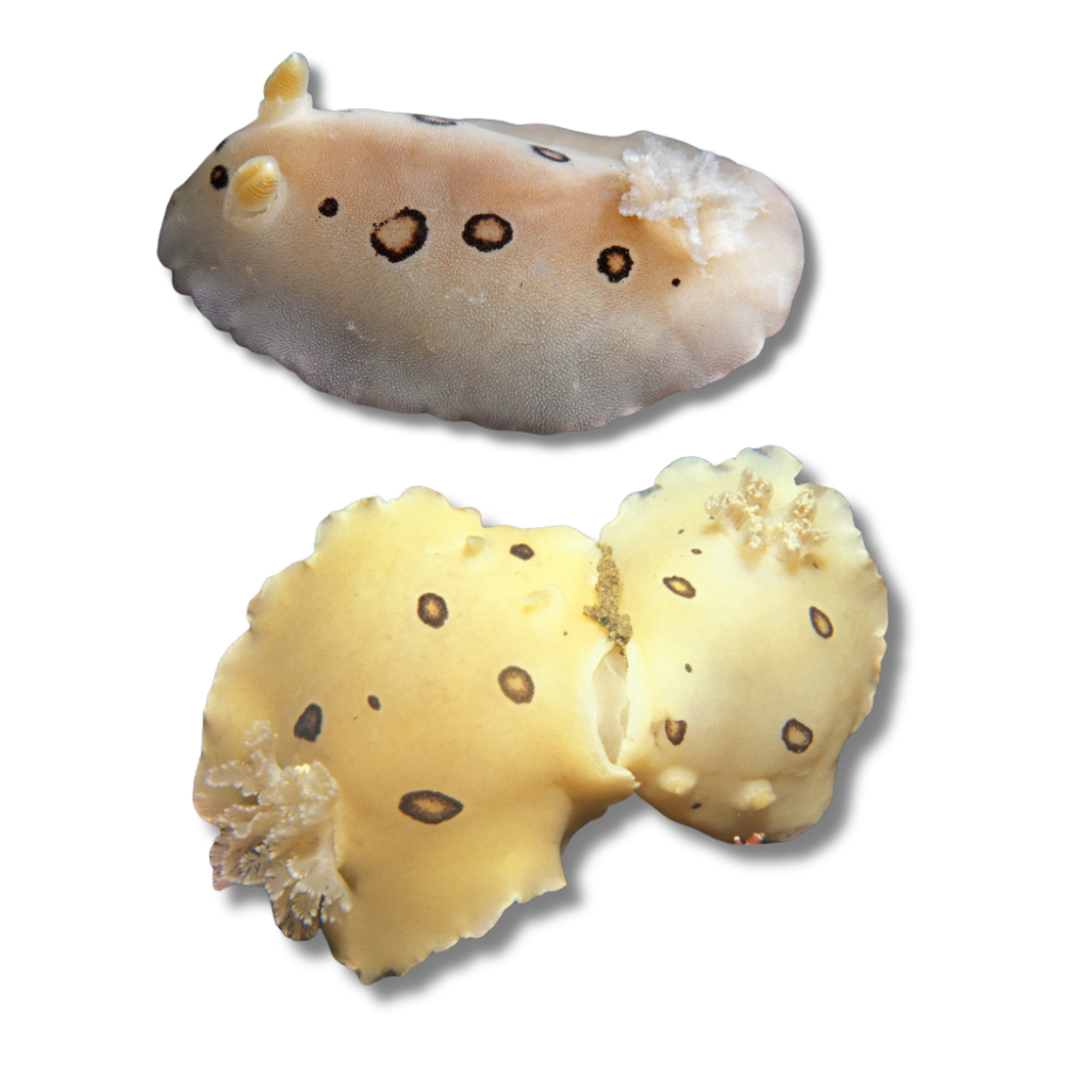 San Diego Leopard Dorid