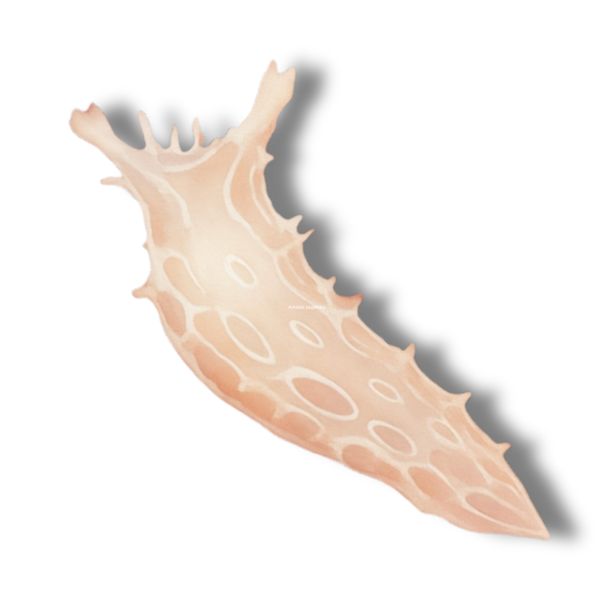 Diamondback Tritonia