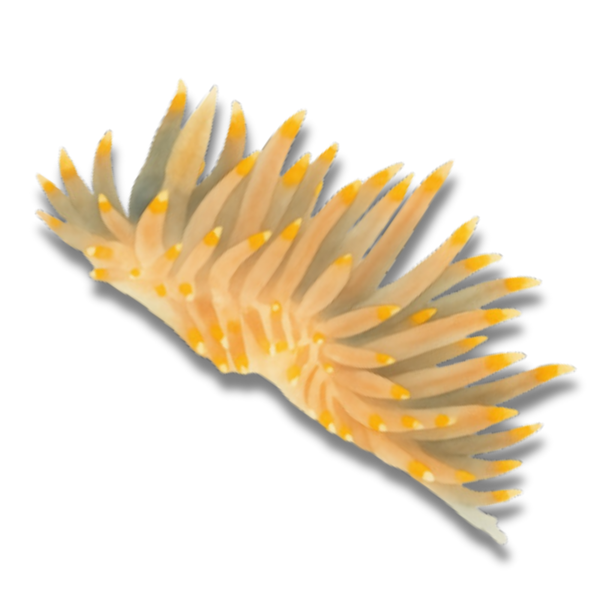 White and Orange Tipped Nudibranch